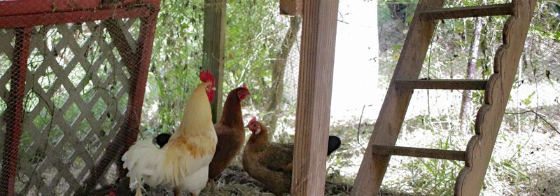 Chickens!