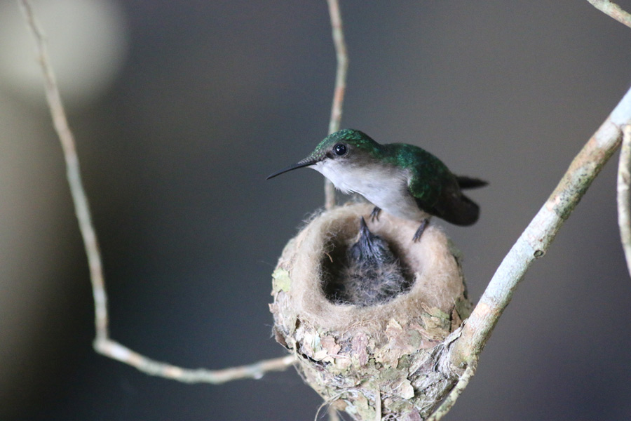 Hummingbird nest picture