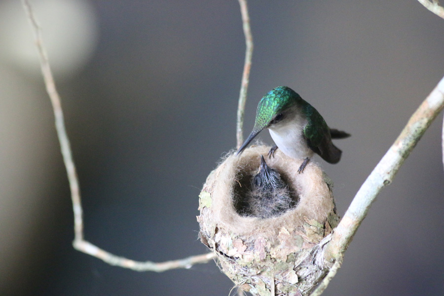 Hummingbird-nest-mom-and-baby3