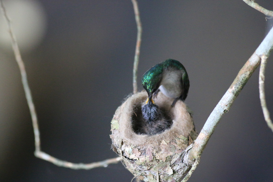 Hummingbird-nest-mom-and-baby4