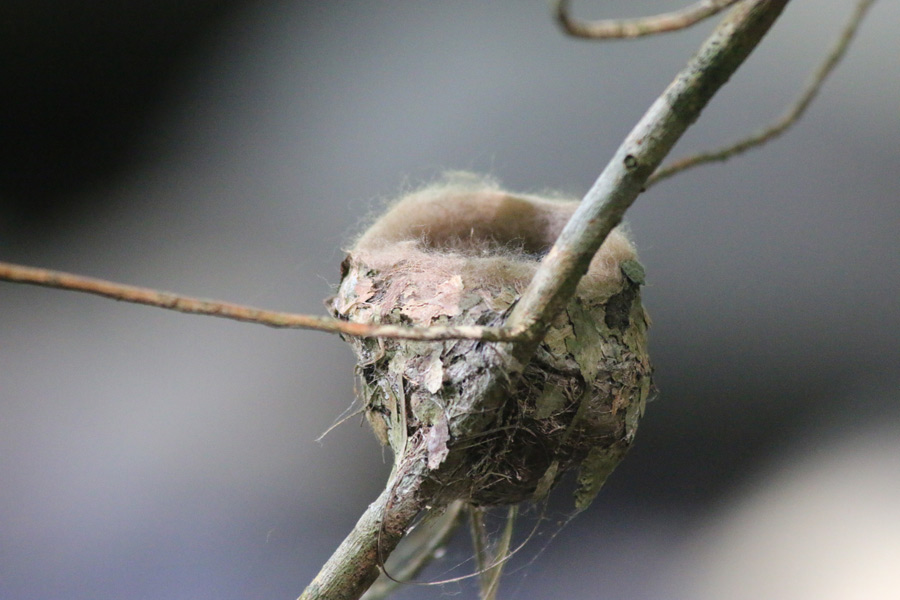 Hummingbird nest