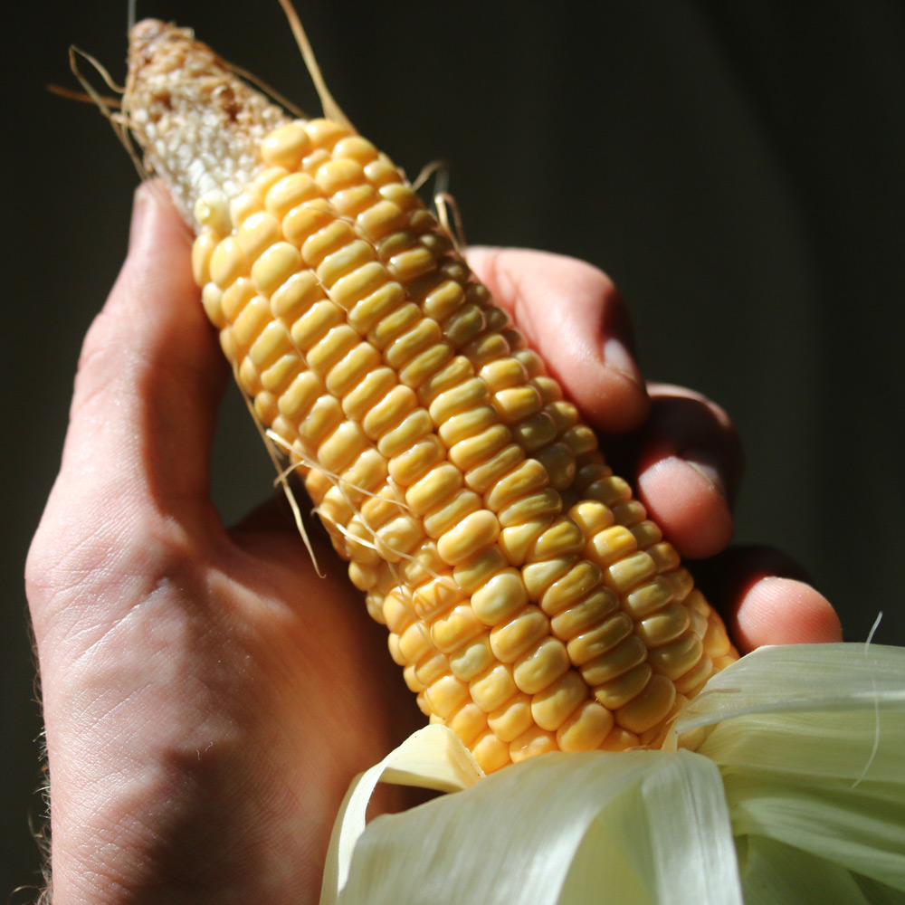 Local-grain-corn tropical corn