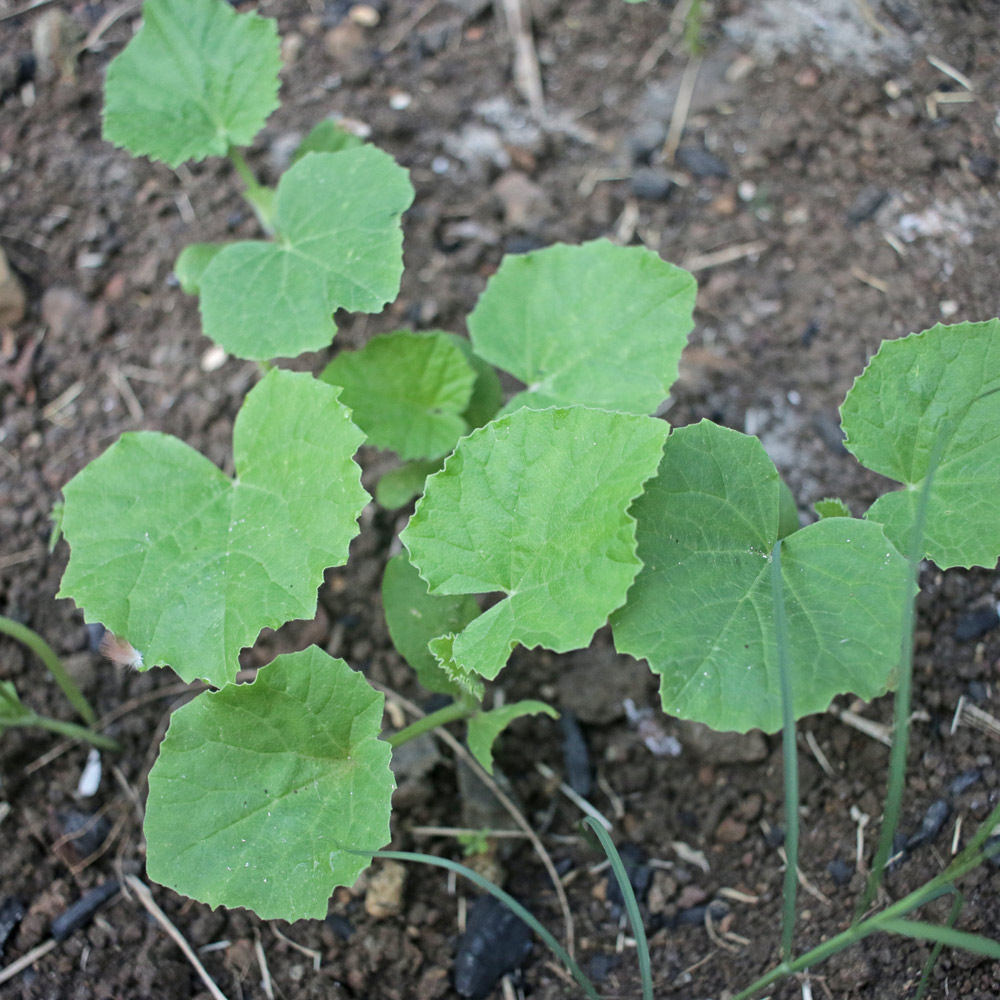 Splatter-planted-cantelopes