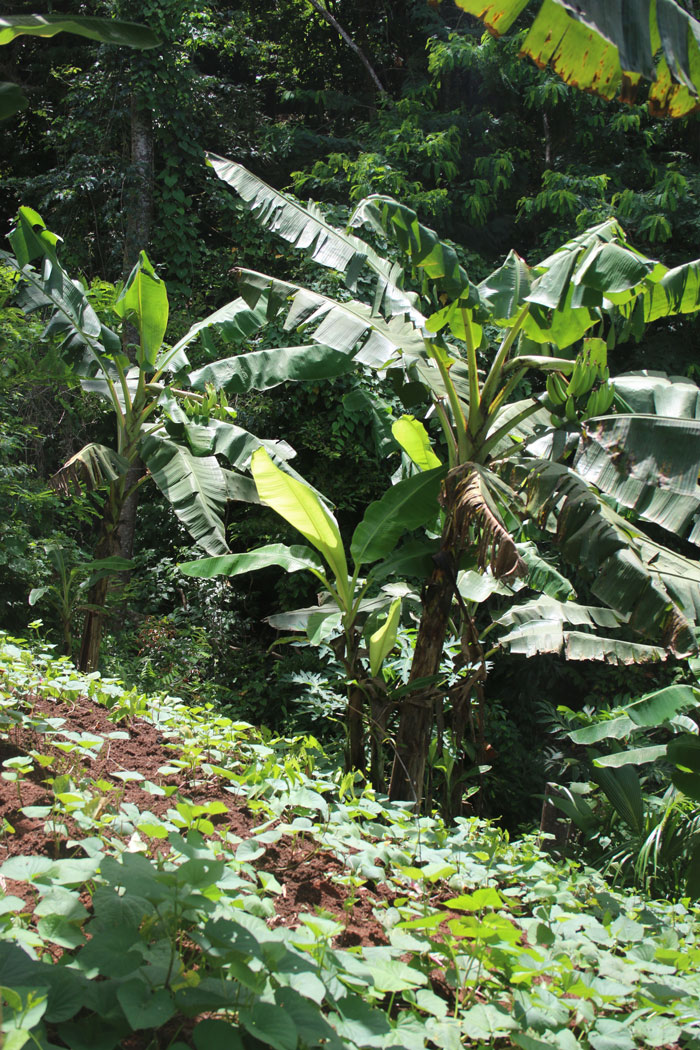 plantain-intercrop