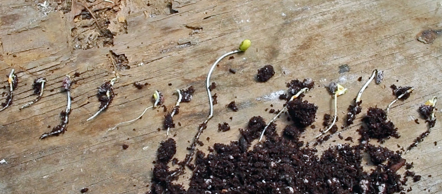 sprout apple seeds