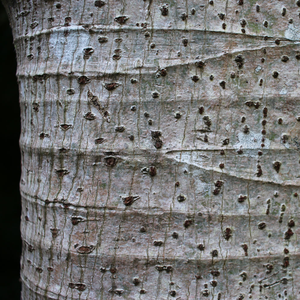 Cecropia-bark