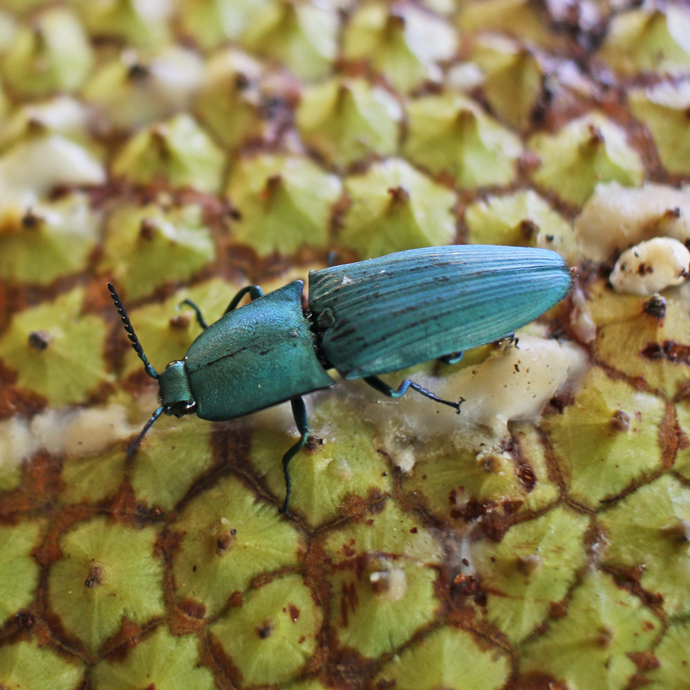 Green-beetle