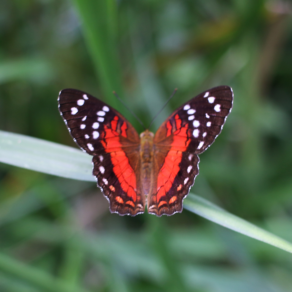 Little-red-butterfly-scarlet-peacock-anartia-amathea