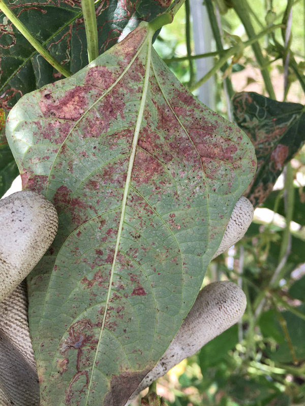 Rust-on-sick-bean-leaf
