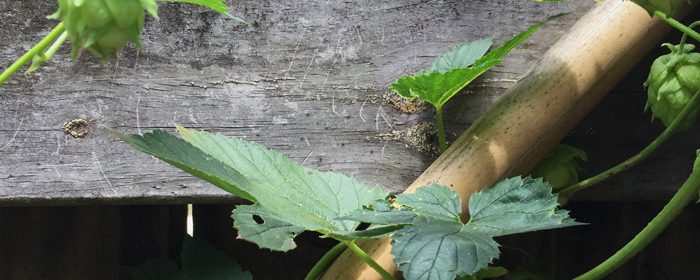 growing-hops-in-florida