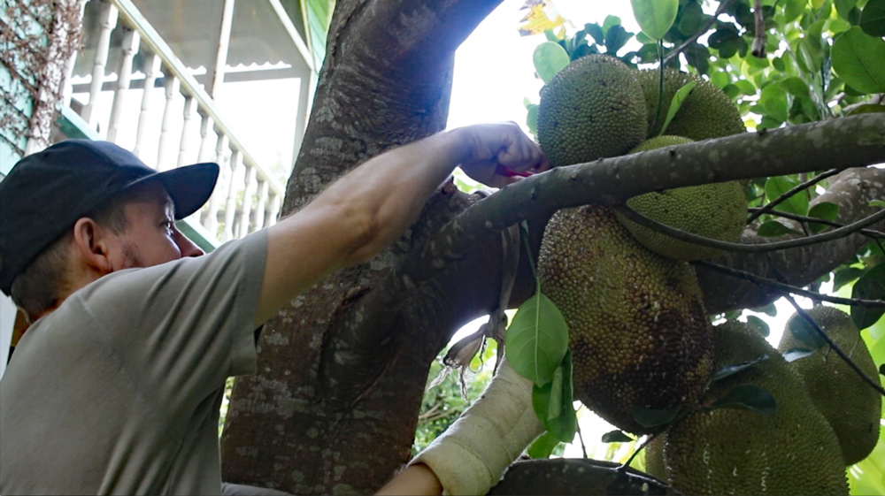 open a ackfruit cut-down-jackfruit