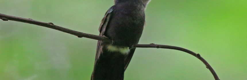 Crested-black-Hummingbird