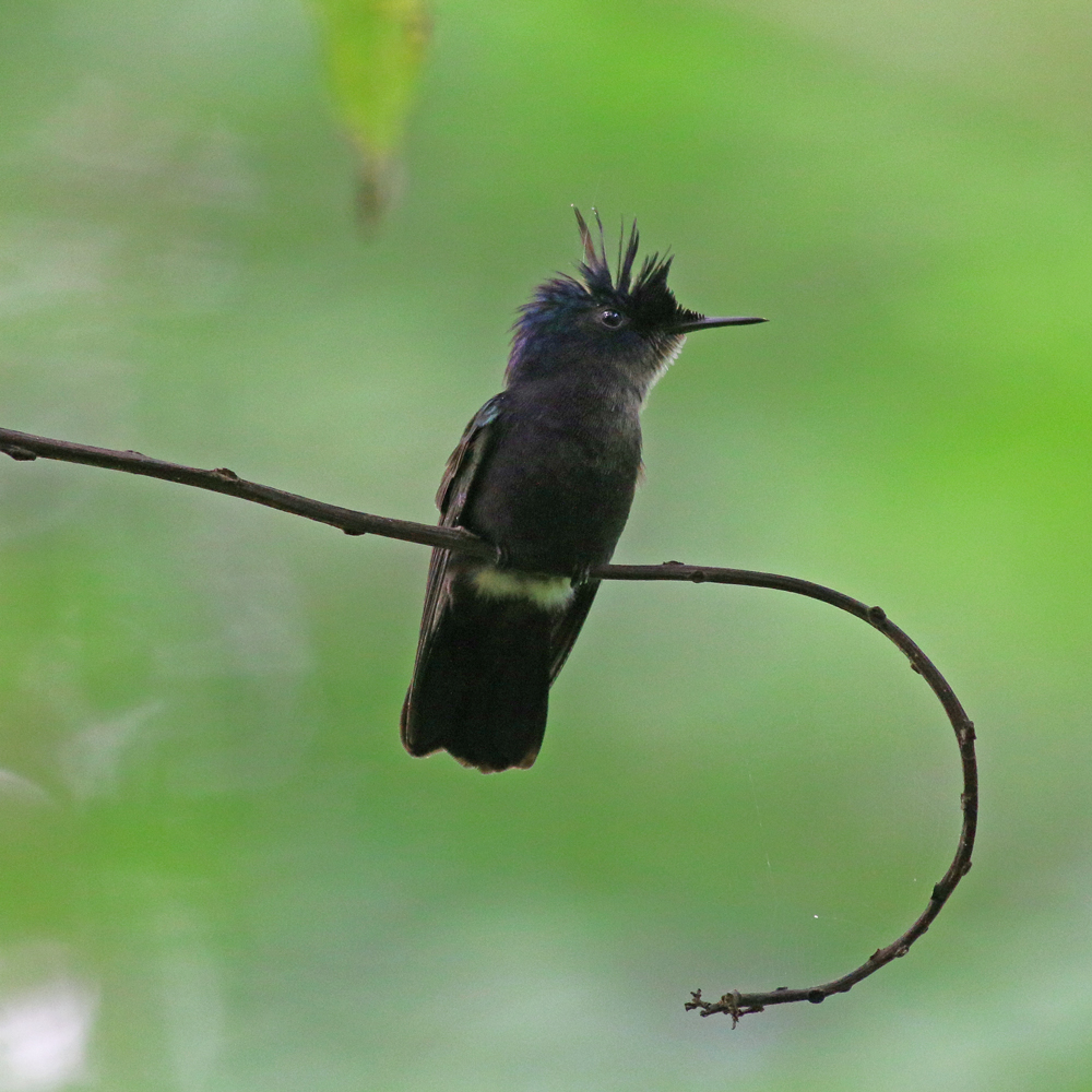 Crested-black-Hummingbird