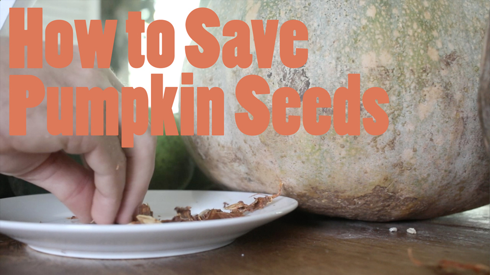 How to save pumpkin seeds demonstration