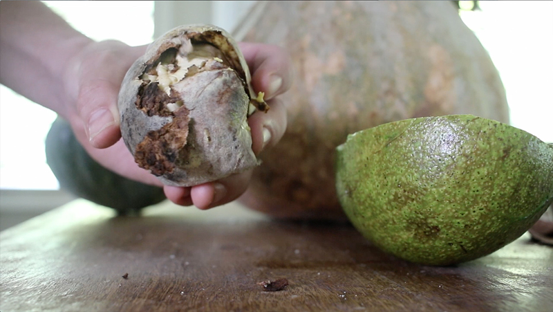 Grow an avocado from seed -- step #1 is taking the pit out of the avocado (The Grow Network)