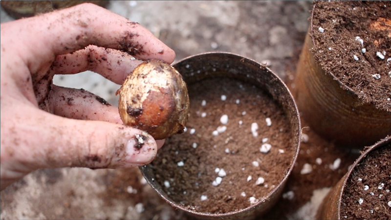 Grow an avocado from seed -- step #2 is planting it in potting soil. (The Grow Network)