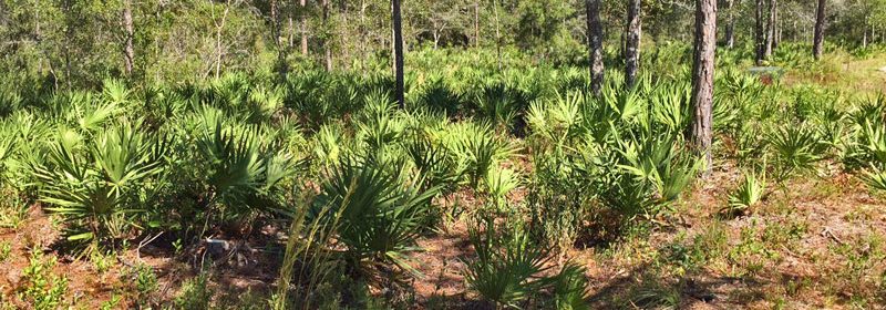 Scrubland-palmettos-3