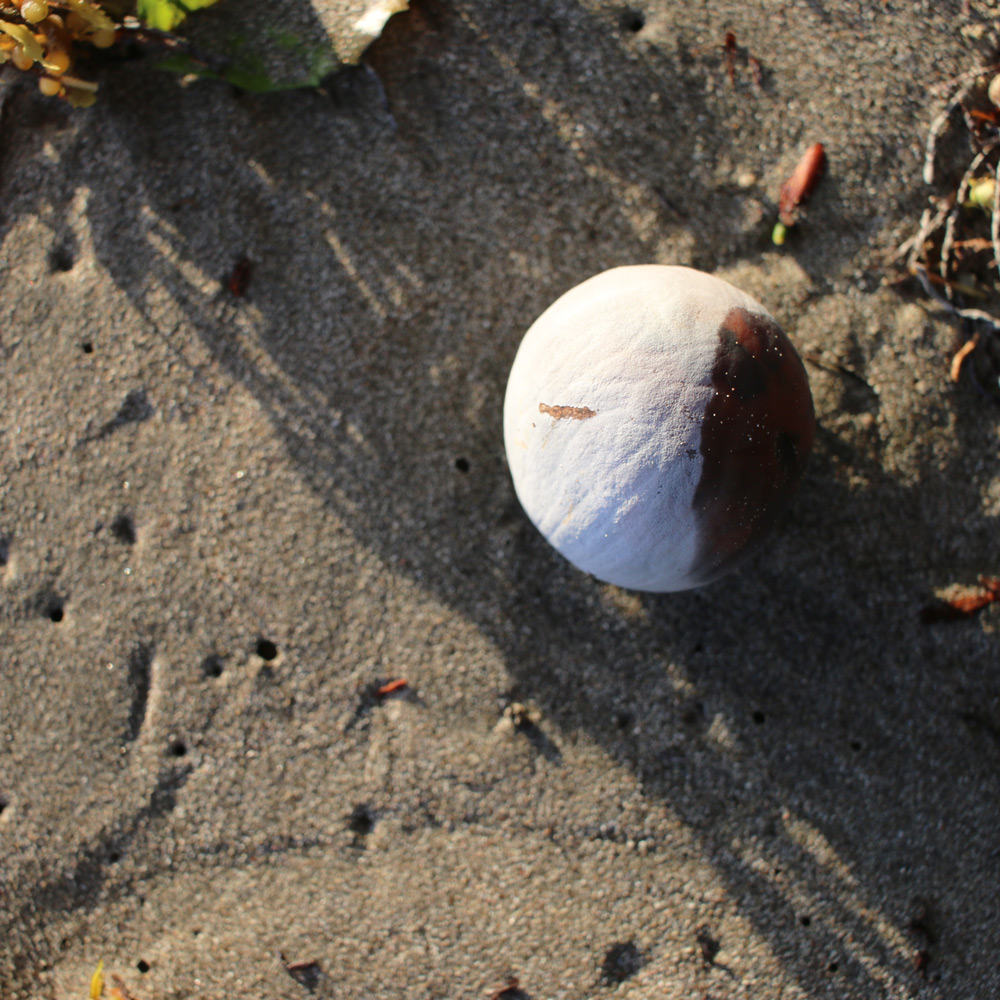 Sea-coconut-2