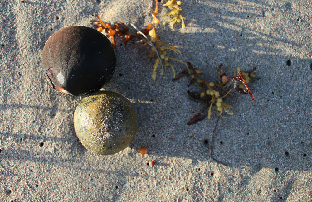 Sea-coconuts