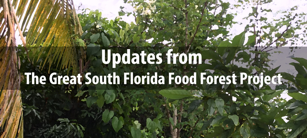 Updates-south-florida-food-forest