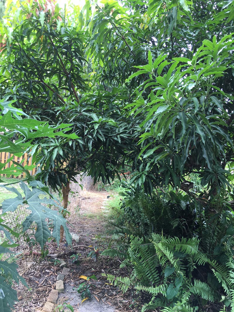 mango-chaya-southfloridafoodforest