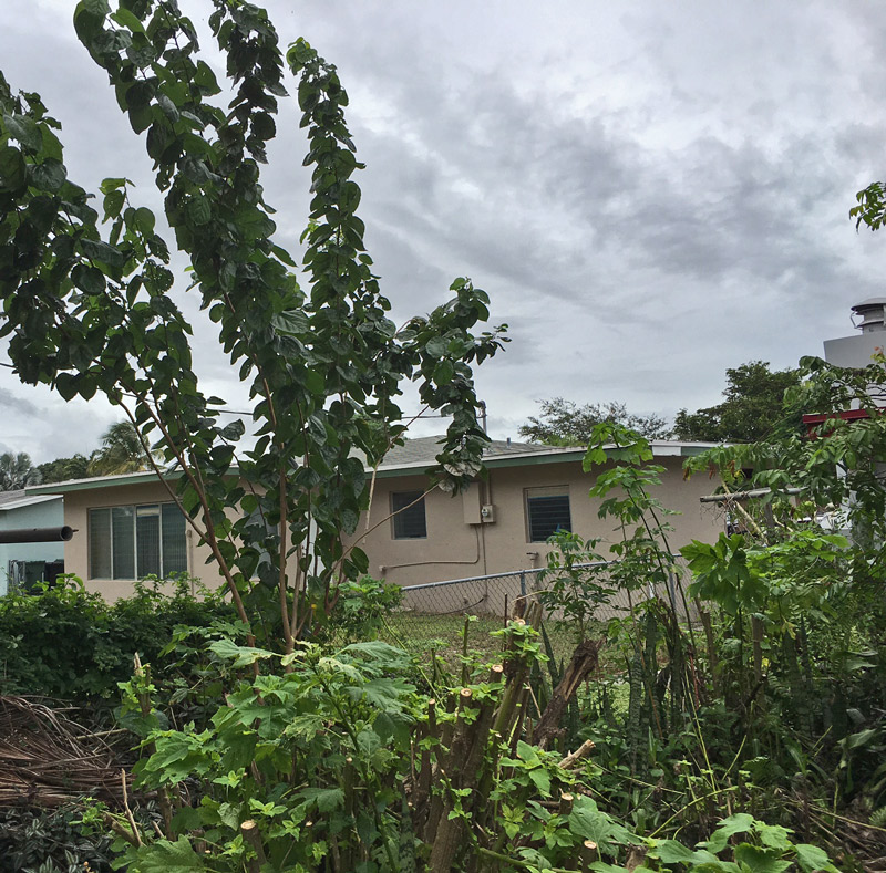 mulberry-south-florida-food-forest