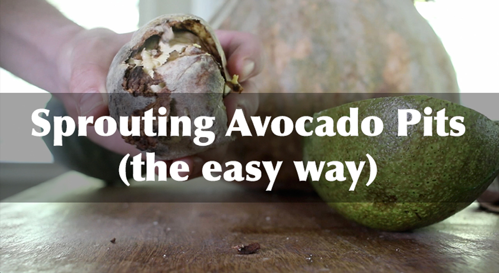 sprouting avocado pits easy way image