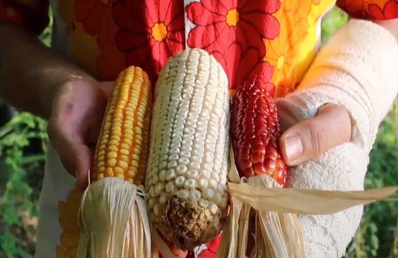 Corn-in-hand