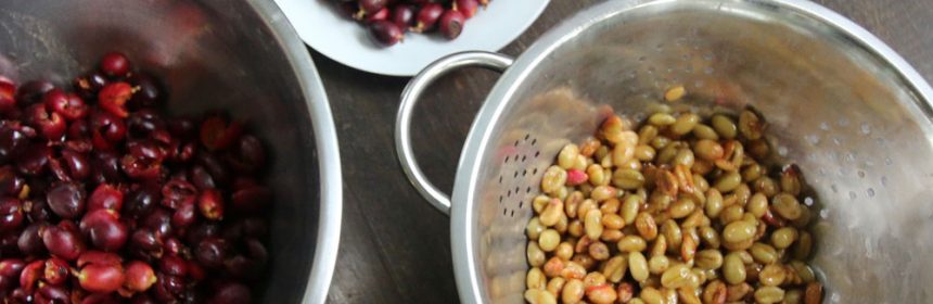 Processing-coffee-cherries-1