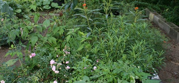 BackGardenMay2015-3