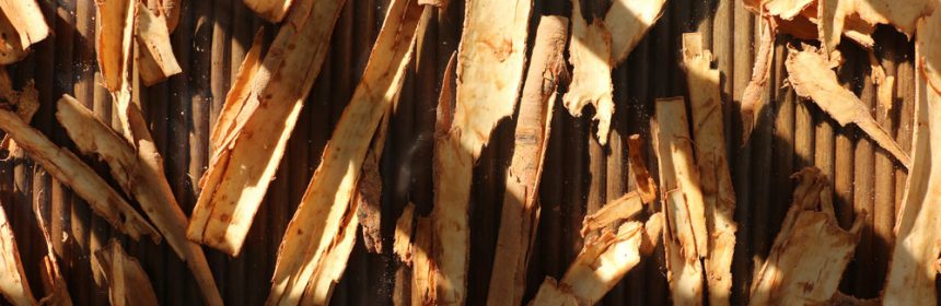 harvesting cinnamon and processing cinnamon