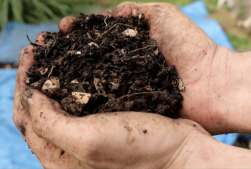 composting destroy weed seeds