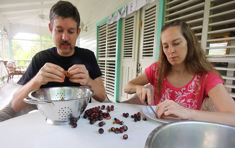 how to process coffee at home removing fruit from cofee beans