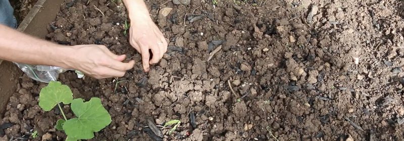 planting-garden-beds