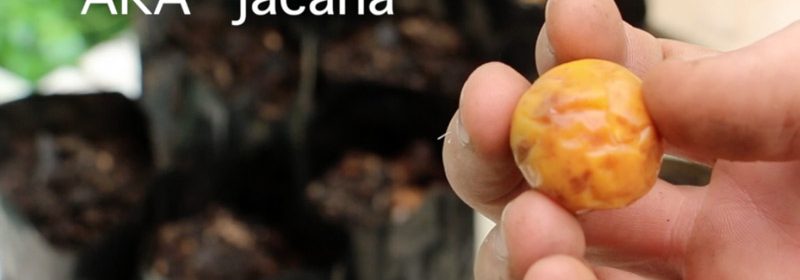 pouteria-multiflora