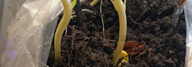sprouting-peach-pits-2
