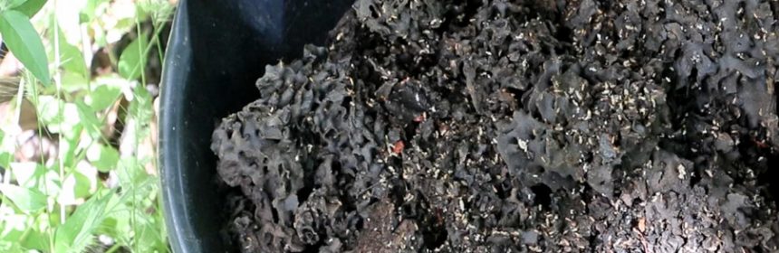 termite-nest-homemade-potting-soil