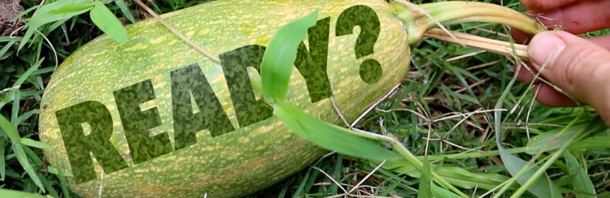 when-is-a-pumpkin-ready-to-pick