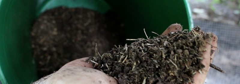 Back_To_Eden_Chicken_Compost_Handful