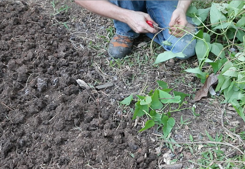 planting a bed of sweet potatoes