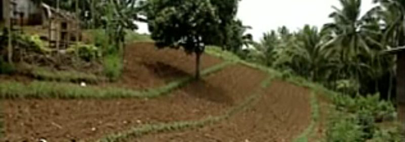natural vegetative strips