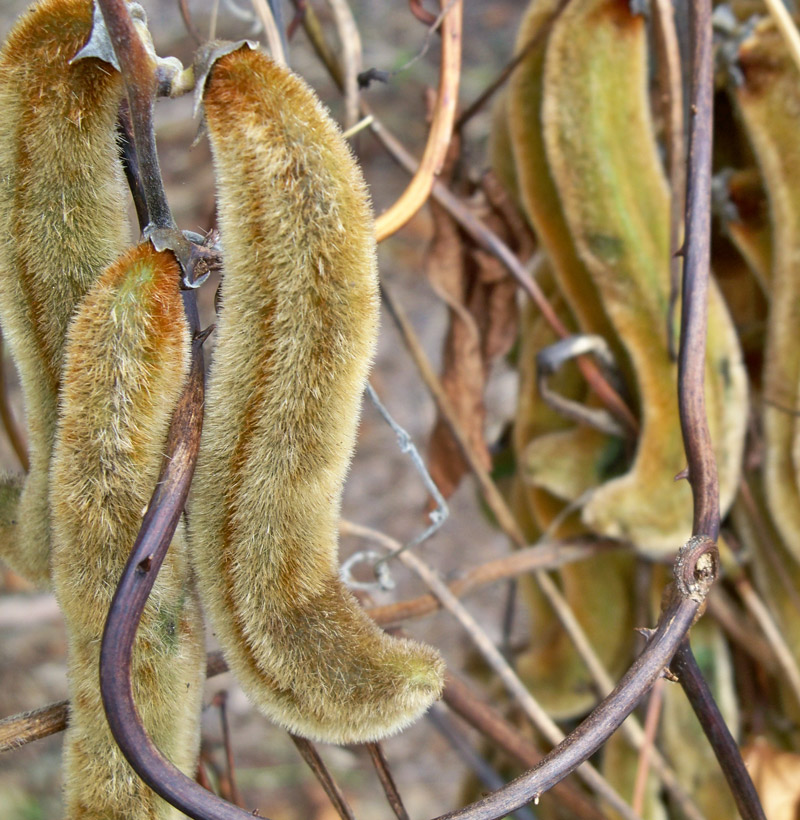 Stinging-velvet-beans