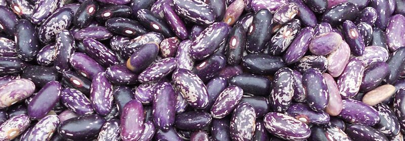kebarika-dry-bean-Southern-Exposure