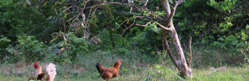 Chickens-in-the-wild