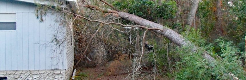 Dangerous-tree-falling-on-house
