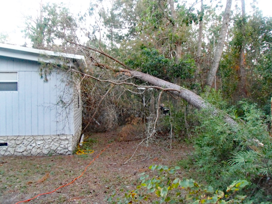 Dangerous-tree-falling-on-house
