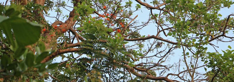Erythrina