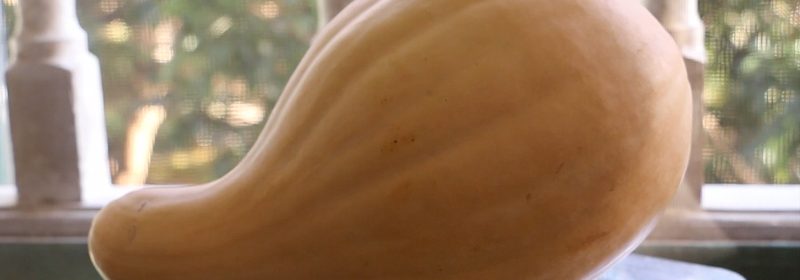 Seminole-pumpkin