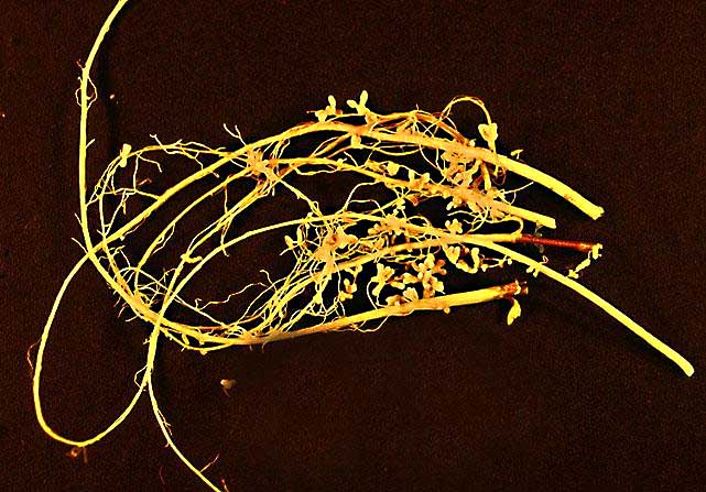 Soybean-root-nodules