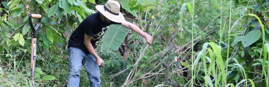 cassava-harvest